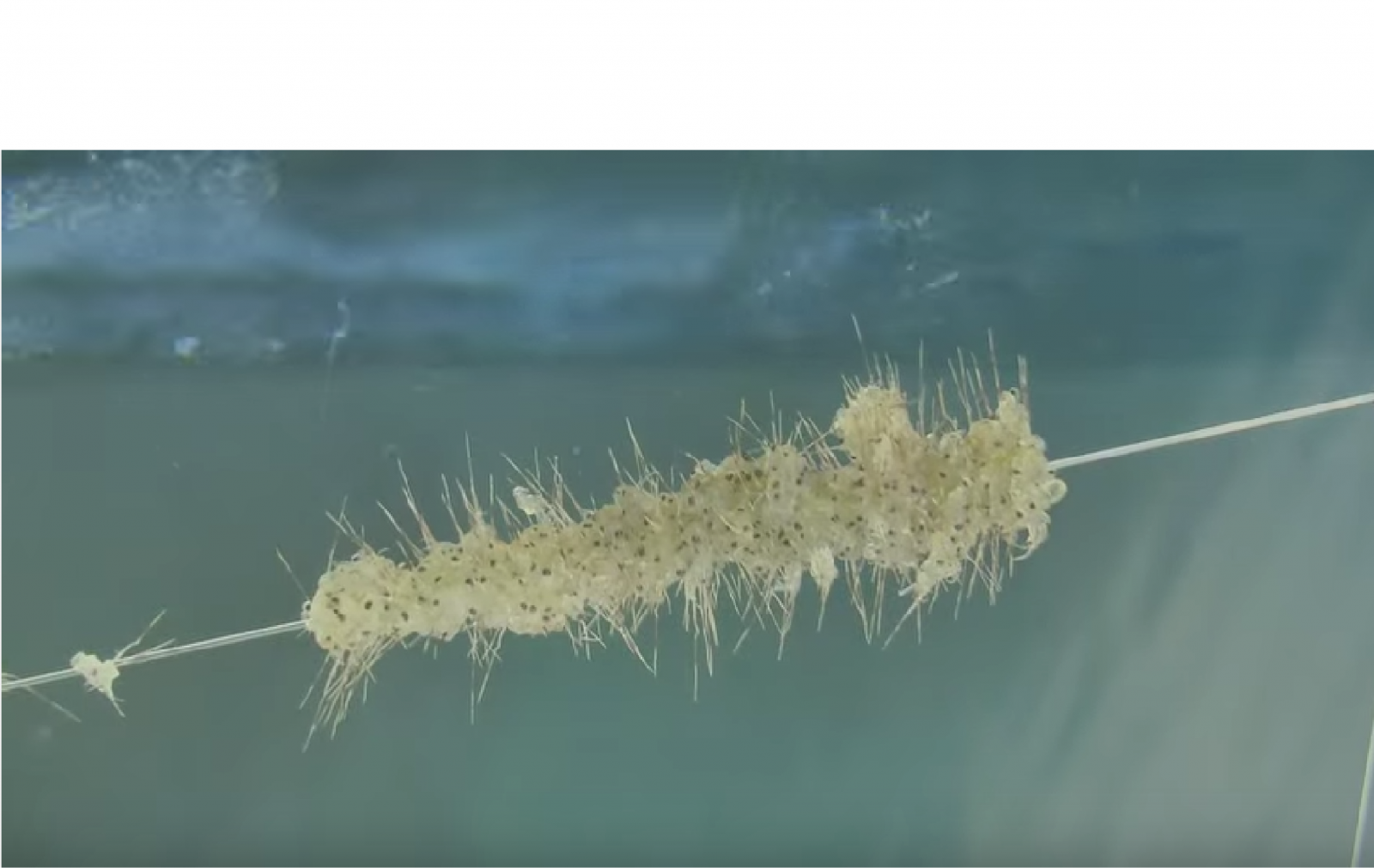 Nitellopsis Obtusa or Starry Stonewort Lakes of Minnesota